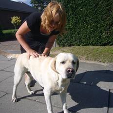 Labrador retriever agnes*min skat*
