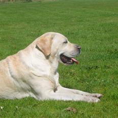 Labrador retriever agnes*min skat*