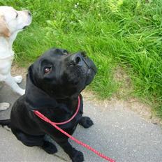 Labrador retriever misse