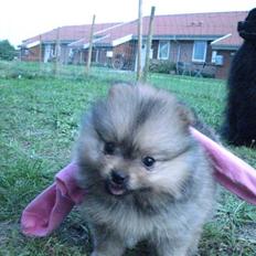 Pomeranian Topsy's Addie R.i.p