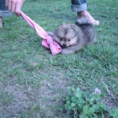 Pomeranian Topsy's Addie R.i.p