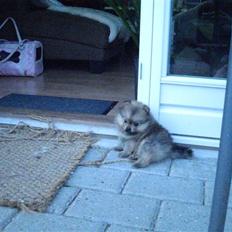 Pomeranian Topsy's Addie R.i.p