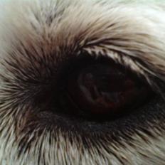 Golden retriever nika R.I.P :(<3I MISS YOU