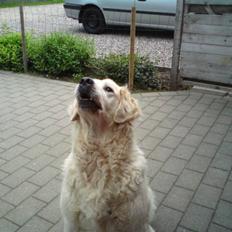 Golden retriever nika R.I.P :(<3I MISS YOU