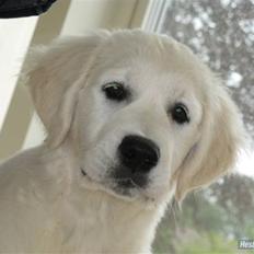 Golden retriever Golden Ciba F-Ro Snowie