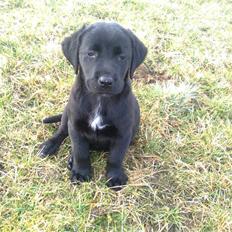 Labrador retriever zaza