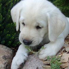 Labrador retriever oskar