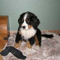 Berner sennenhund Bernerhøjens Hirse of Hon