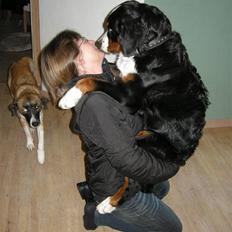 Berner sennenhund Bernerhøjens Hirse of Hon