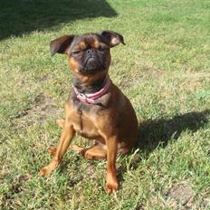 Griffon petit brabancon Arinka Silver Bells