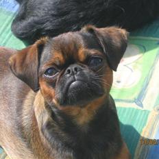 Griffon petit brabancon Arinka Silver Bells