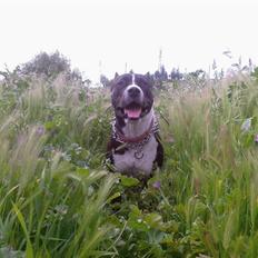 Amerikansk staffordshire terrier Zacco