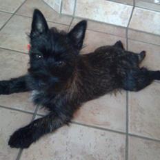 Cairn terrier Thea