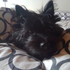 Cairn terrier Thea