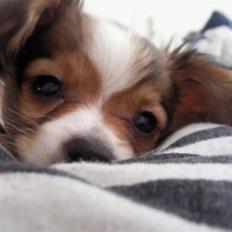 Papillon Mille