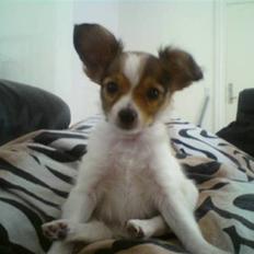 Papillon Mille