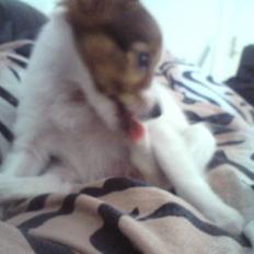 Papillon Mille