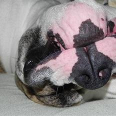 Amerikansk bulldog chuey