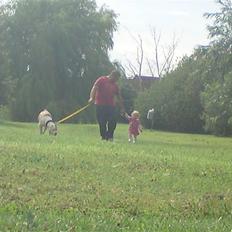 Amerikansk bulldog chuey