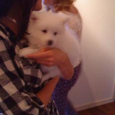 Japansk spids Phoebe *SOLGT*:(