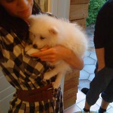 Japansk spids Phoebe *SOLGT*:(