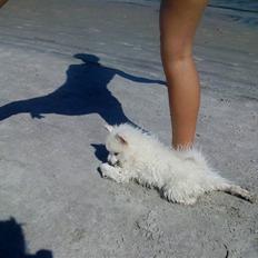 Japansk spids Phoebe *SOLGT*:(