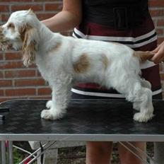 Cocker spaniel Minus