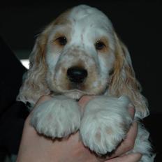 Cocker spaniel Minus
