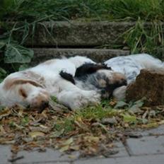Cocker spaniel Minus