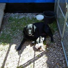 Labrador retriever Tulle