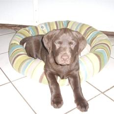 Labrador retriever mille