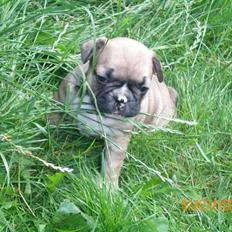 Fransk bulldog Zarko