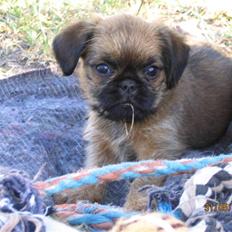 Griffon bruxellois Hulebo's Bella