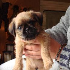 Griffon bruxellois Hulebo's Bella