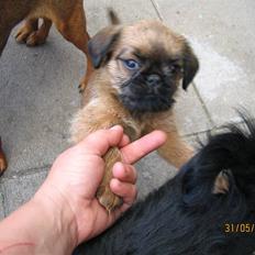 Griffon bruxellois Hulebo's Bella