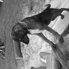 Blanding af racer Cookie *R.I.P*