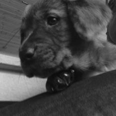 Blanding af racer Cookie *R.I.P*