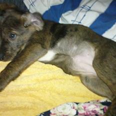 Blanding af racer Cookie *R.I.P*