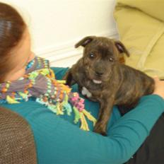Staffordshire bull terrier Enoddens My lovers man (N