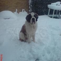 Sankt bernhardshund Zoomorfs  Xando