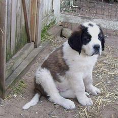 Sankt bernhardshund Zoomorfs  Xando