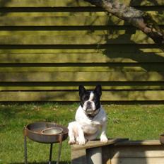 Fransk bulldog mickey