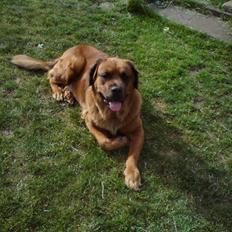 Blanding af racer Trunte 