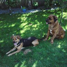 Blanding af racer Trunte 