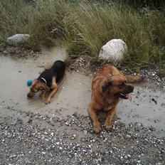 Blanding af racer Trunte 