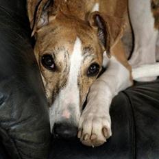 Whippet Cilla
