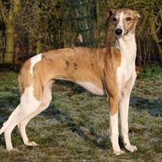 Whippet Cilla