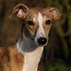 Whippet Cilla
