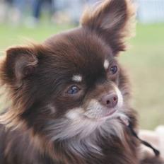 Chihuahua DKCH **Nullah**