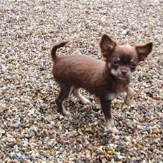 Chihuahua DKCH **Nullah**